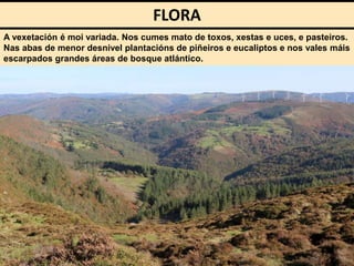 FLORA
A vexetación é moi variada. Nos cumes mato de toxos, xestas e uces, e pasteiros.
Nas abas de menor desnivel plantacións de piñeiros e eucaliptos e nos vales máis
escarpados grandes áreas de bosque atlántico.
 