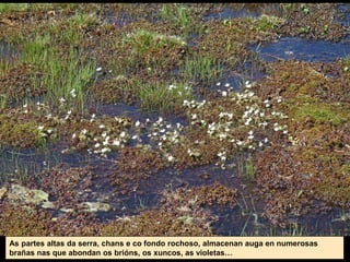 As partes altas da serra, chans e co fondo rochoso, almacenan auga en numerosas
brañas nas que abondan os brións, os xuncos, as violetas…
 