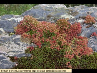 Sedum e brións, as primeiras especies que colonizan as rochas
 