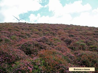 Breixos e toxos
 