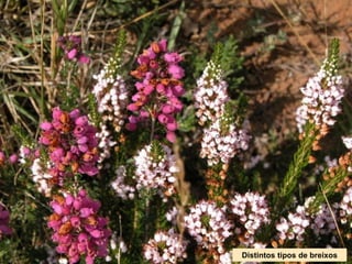 Distintos tipos de breixos
 