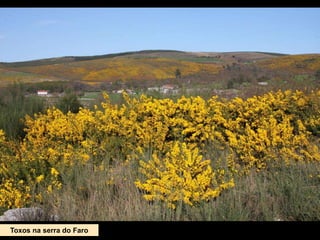 Toxos na serra do Faro
 