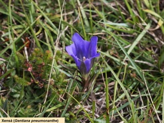Xensá (Gentiana pneumonanthe)
 