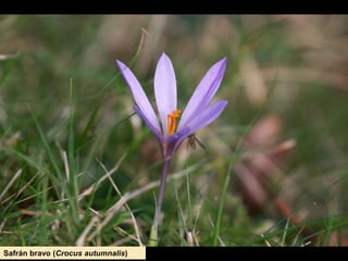 Safrán bravo (Crocus autumnalis)
 
