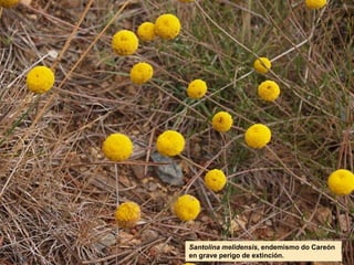 Santolina melidensis, endemismo do Careón
en grave perigo de extinción.
 