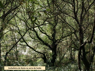 Carballeira da Xesta na serra do Suído
 