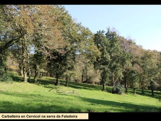 Carballeira en Cervicol na serra da Faladoira
 