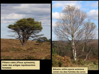Bidueiro, unha especie autóctona
común nas abas húmidas das serras
Piñeiro rubio (Pinus sylvestris),
resto das antigas repoboacións
forestais
 