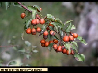 Froitos de pereira brava (Pyrus cordata)
 