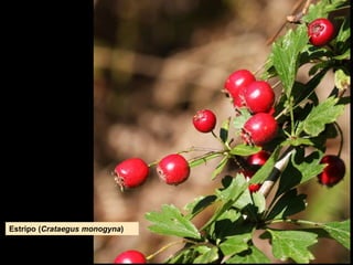Estripo (Crataegus monogyna)
 