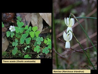Narciso (Narcissus triandrus)
Trevo acedo (Oxalis acetosella)
 