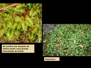 Na sombra dos bosques de
ribeira medra unha grande
diversidade de brións
Polytrichum
 