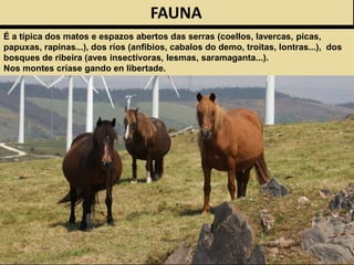 FAUNA
É a típica dos matos e espazos abertos das serras (coellos, lavercas, picas,
papuxas, rapinas...), dos ríos (anfibios, cabalos do demo, troitas, lontras...), dos
bosques de ribeira (aves insectívoras, lesmas, saramaganta...).
Nos montes críase gando en libertade.
 