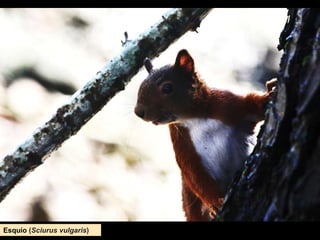 Esquío (Sciurus vulgaris)
 