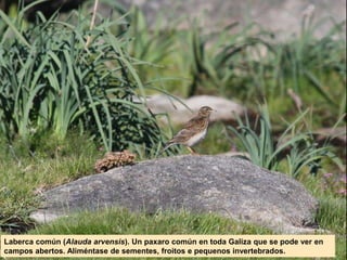 Laberca común (Alauda arvensis). Un paxaro común en toda Galiza que se pode ver en
campos abertos. Aliméntase de sementes, froitos e pequenos invertebrados.
 