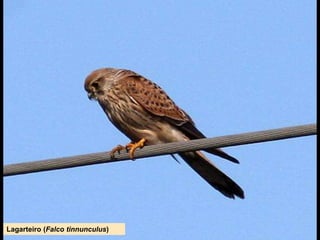 Lagarteiro (Falco tinnunculus)
 