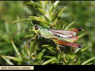 Saltón (Omocestus viridulus)
 