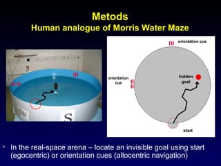 Spatial navigation in the real world is a separate cognitive domain | PPT