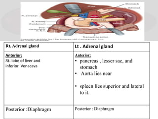 Rt. Adrenal gland Lt . Adrenal gland
Anterior:
Rt. lobe of liver and
inferior Venacava
Anterior:
• pancreas , lesser sac, and
stomach
• Aorta lies near
• spleen lies superior and lateral
to it.
Posterior :Diaphragm Posterior : Diaphragm
 