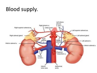 Blood supply.
 