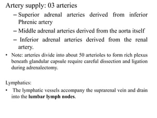 Artery supply: 03 arteries
– Superior adrenal arteries derived from inferior
Phrenic artery
– Middle adrenal arteries derived from the aorta itself
– Inferior adrenal arteries derived from the renal
artery.
• Note: arteries divide into about 50 arterioles to form rich plexus
beneath glandular capsule require careful dissection and ligation
during adrenalectomy.
Lymphatics:
• The lymphatic vessels accompany the suprarenal vein and drain
into the lumbar lymph nodes.
 