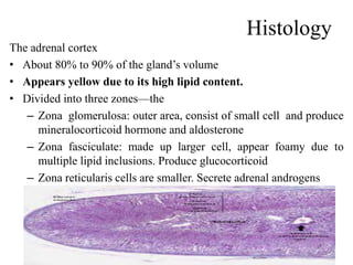 Histology
The adrenal cortex
• About 80% to 90% of the gland’s volume
• Appears yellow due to its high lipid content.
• Divided into three zones—the
– Zona glomerulosa: outer area, consist of small cell and produce
mineralocorticoid hormone and aldosterone
– Zona fasciculate: made up larger cell, appear foamy due to
multiple lipid inclusions. Produce glucocorticoid
– Zona reticularis cells are smaller. Secrete adrenal androgens
 