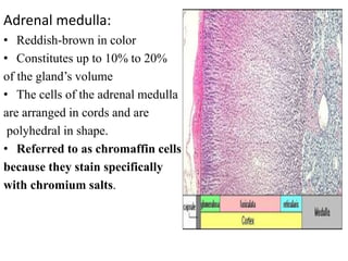 Adrenal medulla:
• Reddish-brown in color
• Constitutes up to 10% to 20%
of the gland’s volume
• The cells of the adrenal medulla
are arranged in cords and are
polyhedral in shape.
• Referred to as chromaffin cells
because they stain specifically
with chromium salts.
 