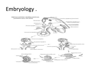 Embryology .
 
