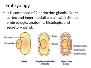 Embryology
• It is composed of 2 endocrine glands. Outer
cortex and inner medulla; each with distinct
embryologic, anatomic, histologic, and
secretory gland.
 