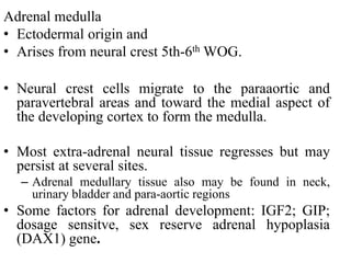 Adrenal medulla
• Ectodermal origin and
• Arises from neural crest 5th-6th WOG.
• Neural crest cells migrate to the paraaortic and
paravertebral areas and toward the medial aspect of
the developing cortex to form the medulla.
• Most extra-adrenal neural tissue regresses but may
persist at several sites.
– Adrenal medullary tissue also may be found in neck,
urinary bladder and para-aortic regions
• Some factors for adrenal development: IGF2; GIP;
dosage sensitve, sex reserve adrenal hypoplasia
(DAX1) gene.
 