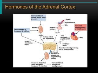 Adrenal function, testing and disorder.pdf