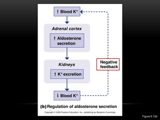 Adrenal function, testing and disorder.pdf