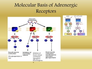 Molecular Basis of Adrenergic
Receptors
Also glycogenolysis in
liver
Inhibition of
Insulin release
and Platelet
aggregation
Gluconeogenes
is
 