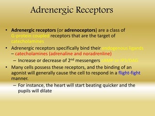 Adrenergic Receptors
• Adrenergic receptors (or adrenoceptors) are a class of
G-protein coupled receptors that are the target of
catecholamines
• Adrenergic receptors specifically bind their endogenous ligands
– catecholamines (adrenaline and noradrenline)
– Increase or decrease of 2nd messengers cAMP or IP3/DAG
• Many cells possess these receptors, and the binding of an
agonist will generally cause the cell to respond in a flight-fight
manner.
– For instance, the heart will start beating quicker and the
pupils will dilate
 