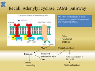 Recall: Adenylyl cyclase: cAMP pathway
PKA Phospholamban
Increased
Interaction with
Ca++
Faster relaxation
Troponin
Cardiac
contractility
Other
Functional
proteins
PKA alters the functions of many
Enzymes, ion channels, transporters
and structural proteins.
Faster sequestration of
Ca++ in SR
 