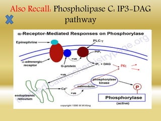 PKc
Also Recall: Phospholipase C: IP3-DAG
pathway
 