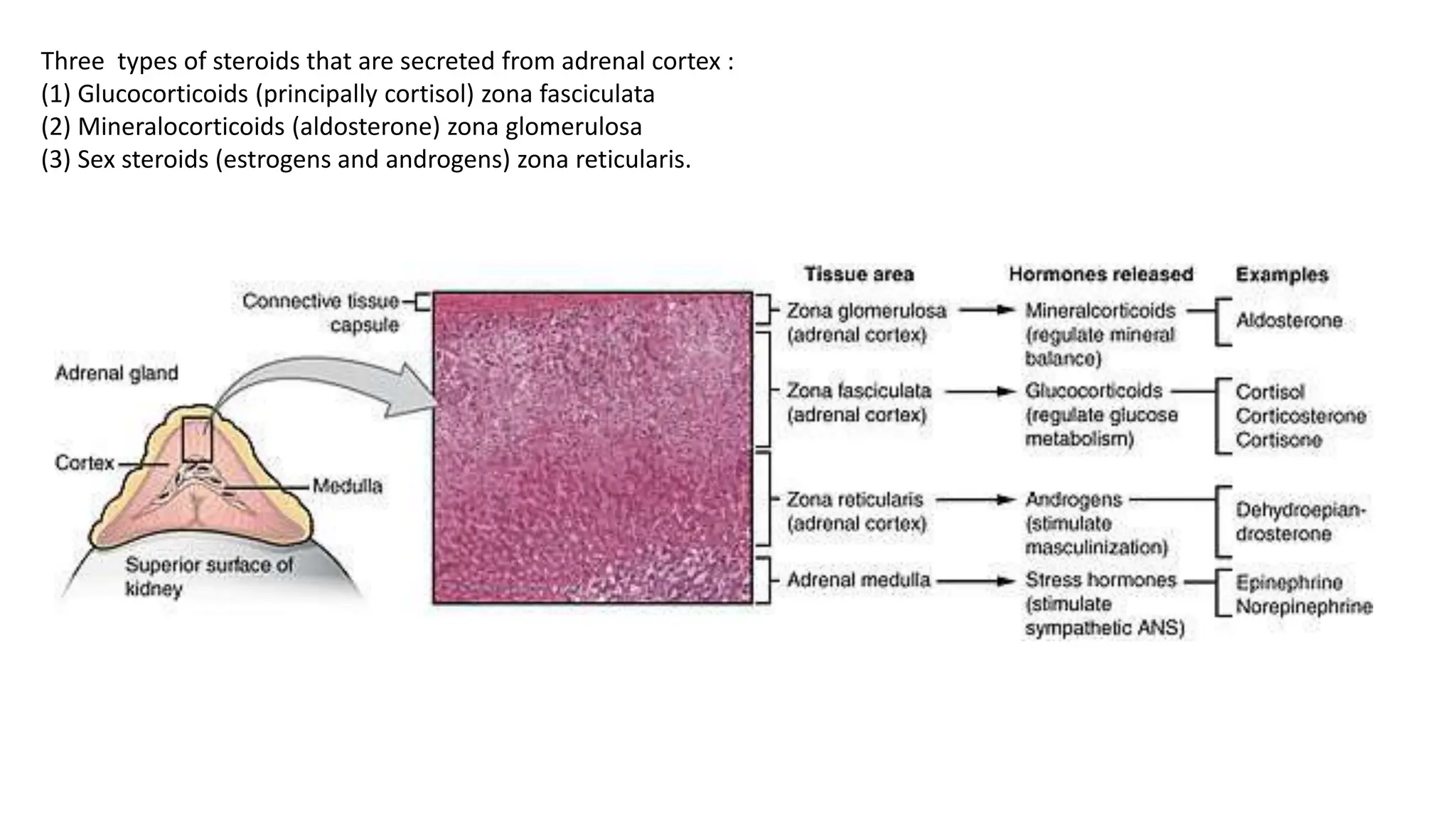 Three types of steroids that are secreted from adrenal cortex :
(1) Glucocorticoids (principally cortisol) zona fasciculata
(2) Mineralocorticoids (aldosterone) zona glomerulosa
(3) Sex steroids (estrogens and androgens) zona reticularis.
 