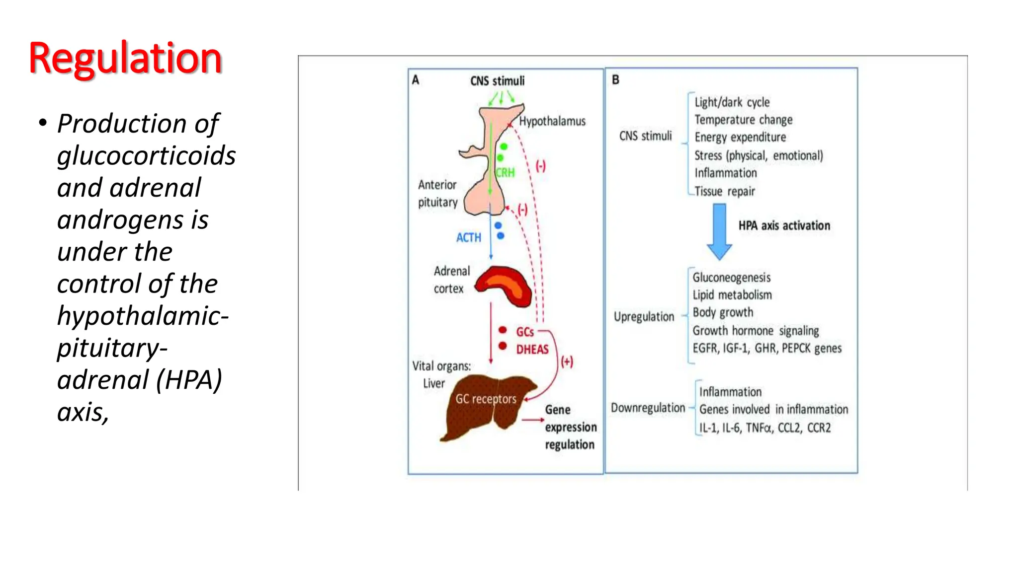 Regulation
• Production of
glucocorticoids
and adrenal
androgens is
under the
control of the
hypothalamic-
pituitary-
adrenal (HPA)
axis,
 