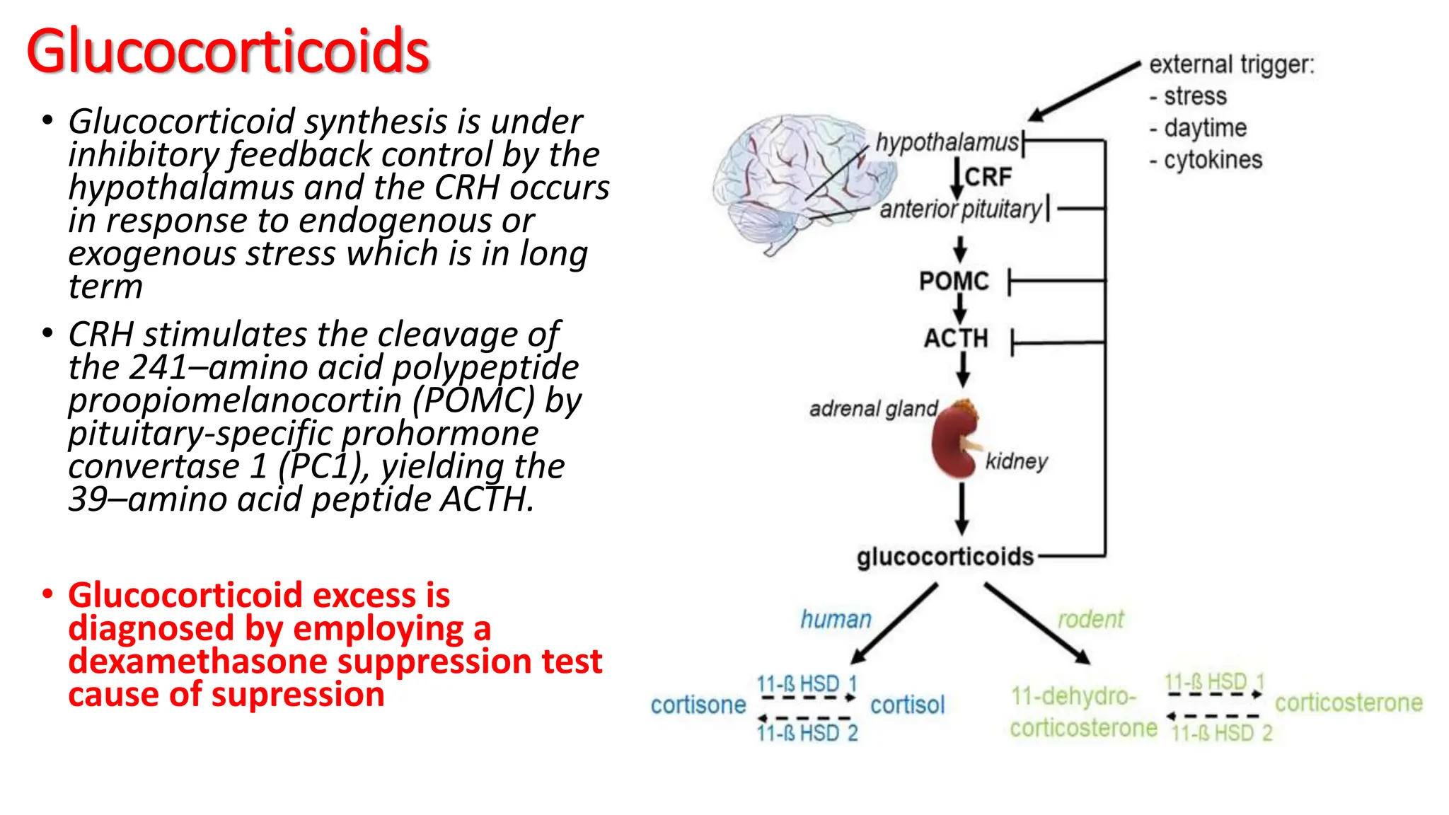 Glucocorticoids
• Glucocorticoid synthesis is under
inhibitory feedback control by the
hypothalamus and the CRH occurs
in response to endogenous or
exogenous stress which is in long
term
• CRH stimulates the cleavage of
the 241–amino acid polypeptide
proopiomelanocortin (POMC) by
pituitary-specific prohormone
convertase 1 (PC1), yielding the
39–amino acid peptide ACTH.
• Glucocorticoid excess is
diagnosed by employing a
dexamethasone suppression test
cause of supression
 