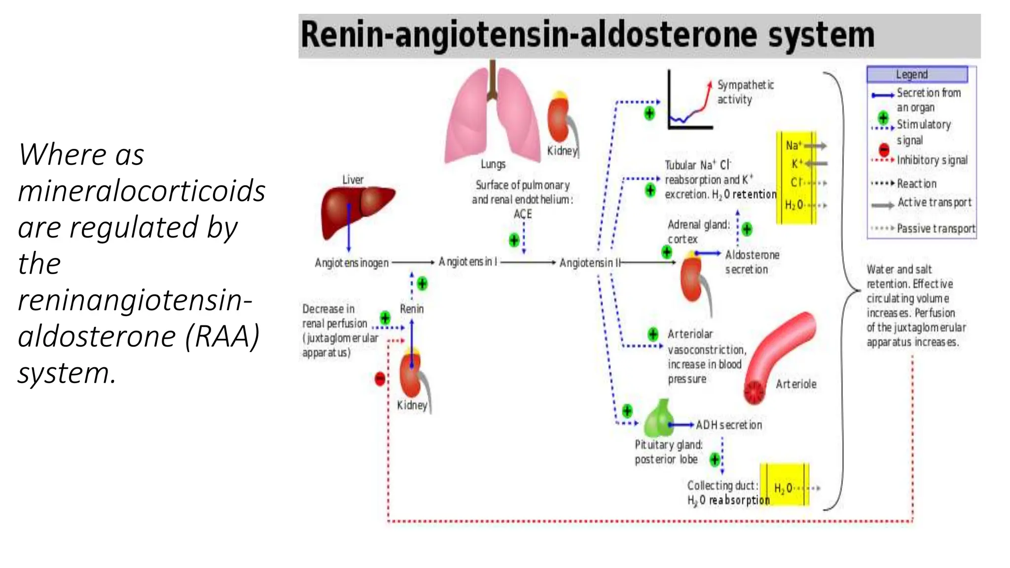 Where as
mineralocorticoids
are regulated by
the
reninangiotensin-
aldosterone (RAA)
system.
 
