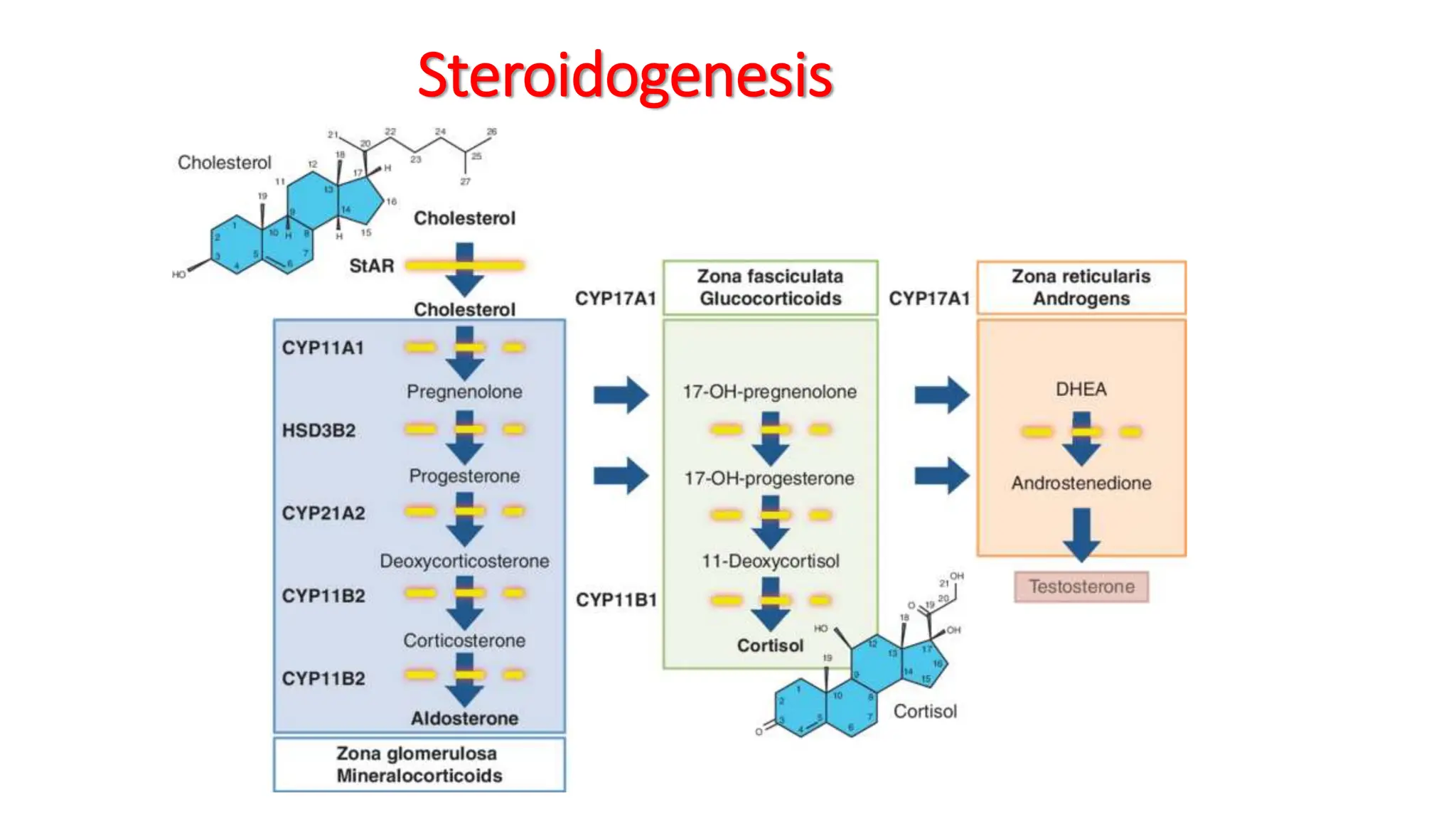 Steroidogenesis
 