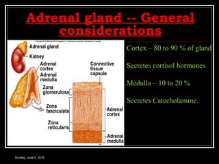 ADRENAL CORTEX AND GLUCOCORTICOIDS I | PPT