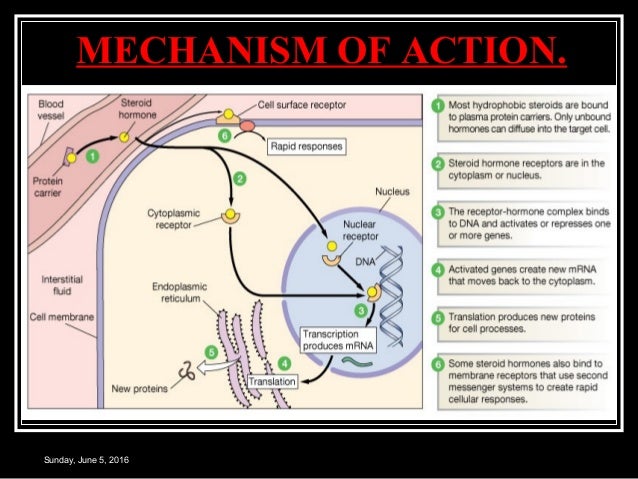 cortical hormone function cortical hormone function