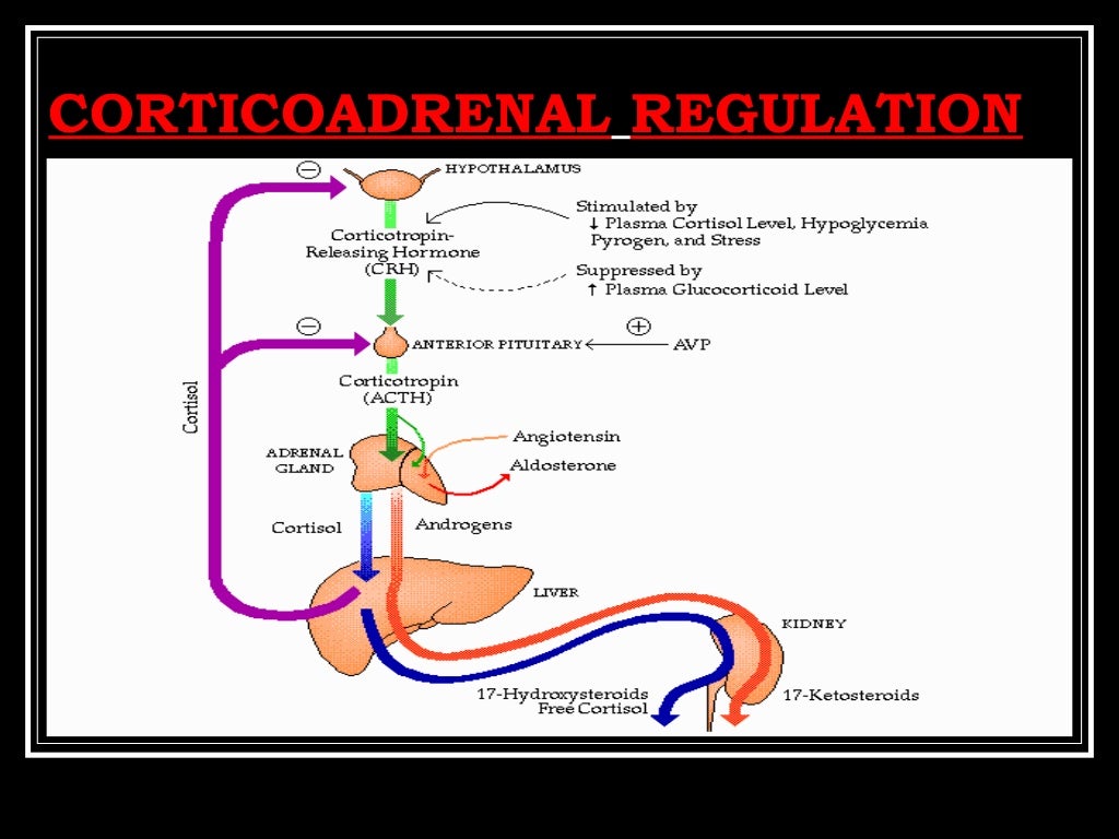 ADRENAL CORTEX AND GLUCOCORTICOIDS I
