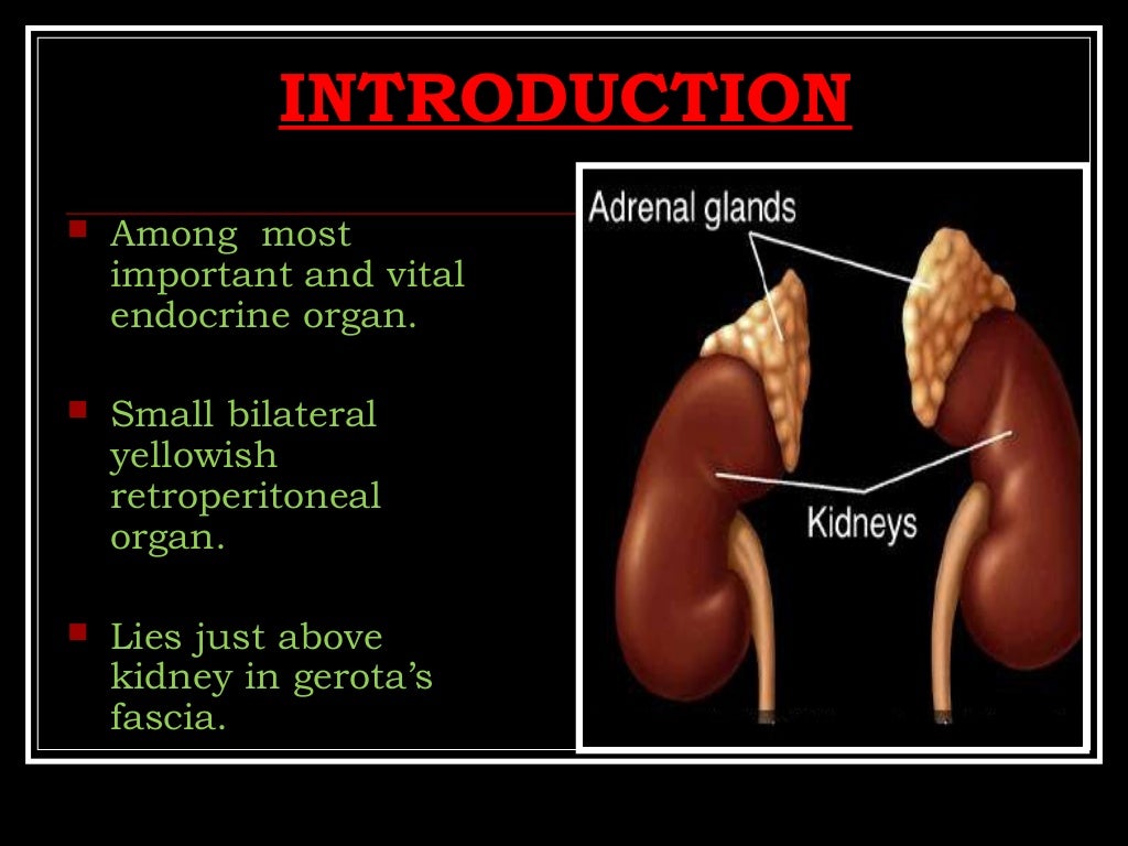 ADRENAL CORTEX AND GLUCOCORTICOIDS I