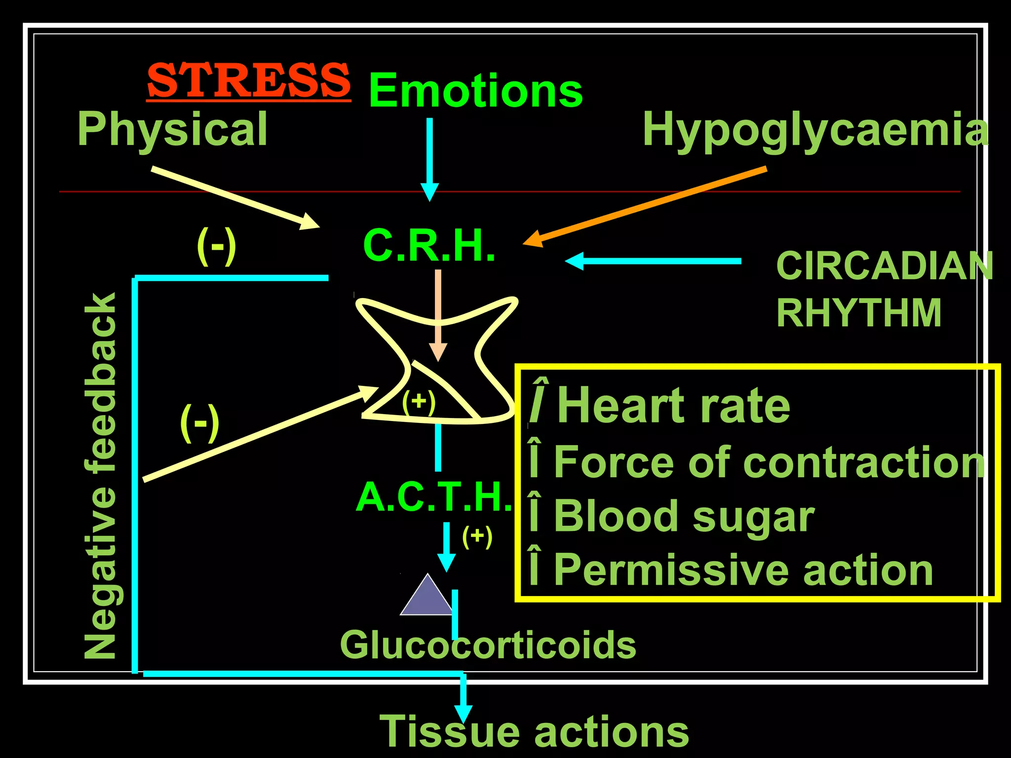STRESSSTRESS
Physical
Emotions
Hypoglycaemia
Tissue actions
C.R.H.C.R.H. CIRCADIAN
RHYTHM
Negativefeedback
Glucocorticoids
(-)
(-)
(+)
A.C.T.H.A.C.T.H.
(+)
ÎÎ Heart rate
Î Force of contraction
Î Blood sugar
Î Permissive action
 
