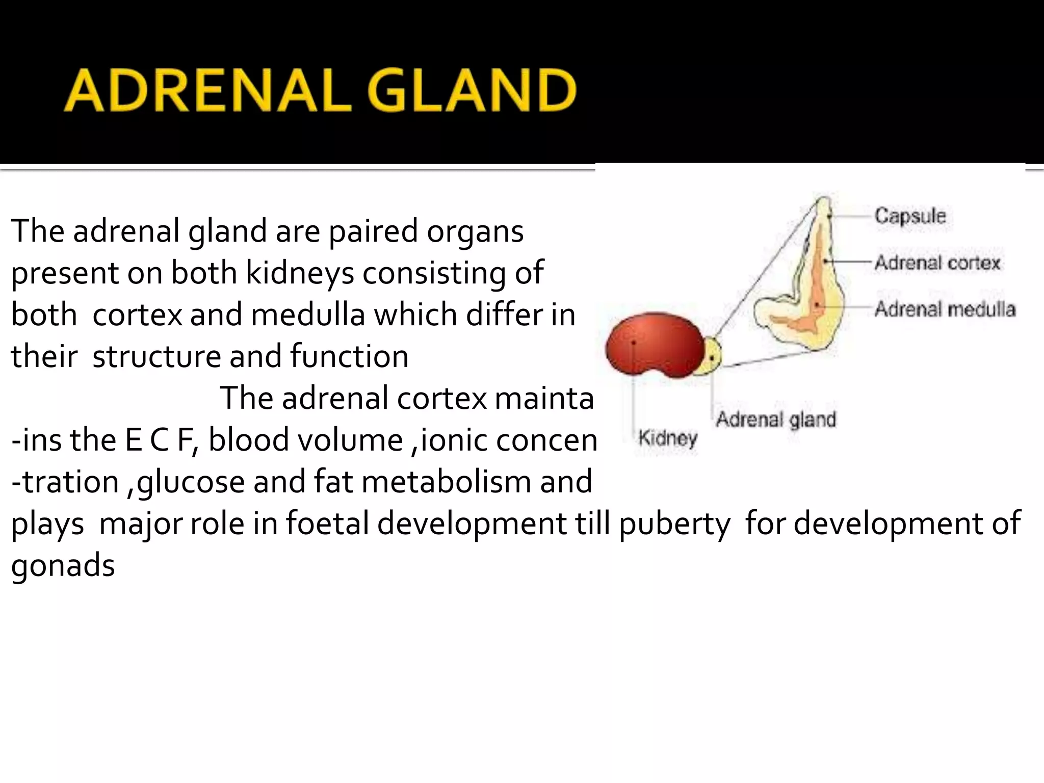The adrenal gland are paired organs
present on both kidneys consisting of
both cortex and medulla which differ in
their structure and function
The adrenal cortex mainta
-ins the E C F, blood volume ,ionic concen
-tration ,glucose and fat metabolism and
plays major role in foetal development till puberty for development of
gonads
 