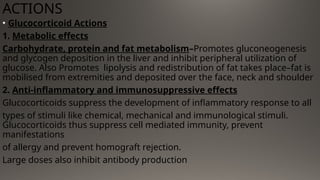 ACTIONS
• Glucocorticoid Actions
1. Metabolic effects
Carbohydrate, protein and fat metabolism–Promotes gluconeogenesis
and glycogen deposition in the liver and inhibit peripheral utilization of
glucose. Also Promotes lipolysis and redistribution of fat takes place–fat is
mobilised from extremities and deposited over the face, neck and shoulder
2. Anti-inflammatory and immunosuppressive effects
Glucocorticoids suppress the development of inflammatory response to all
types of stimuli like chemical, mechanical and immunological stimuli.
Glucocorticoids thus suppress cell mediated immunity, prevent
manifestations
of allergy and prevent homograft rejection.
Large doses also inhibit antibody production
 