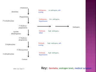 Cholesterol
Pregnenolone
17-Hydroxy-
pregnenalone
17-Hydroxy-
progesterone
11-Deoxycortisol
Cortisol
desmolase
17--hydroxylase
11--hydroxylase
21-hydroxylase
3--OH-
dehydrogenase
Androgens
Ambiguous, no androgens, salt-
wasting
Ambiguous, low androgens,
hypertension
Virilized, high androgens,
lethal
Virilized, high androgens, salt-
wasting
Virilized, high androgens,
hypertension
HGSS: Carey: Figure 5.2 Genitalia, androgen level, medical symptomKey:
 