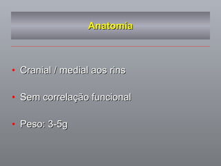 Anatomia Cranial / medial aos rins Sem correlação funcional Peso: 3-5g  